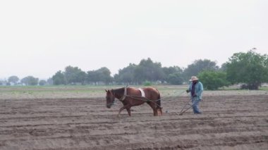 Meksika tarım gelenekleri: Meksikalı köylü çiftçi ve atı amaranth ekiminde.