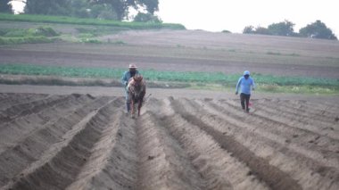 Meksika tarım gelenekleri: Meksikalı köylü çiftçi ve atı amaranth ekiminde.