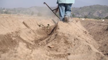 Meksika tarım gelenekleri: Meksikalı köylü çiftçi ve atı amaranth ekiminde.