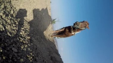 Tarım sürdürülebilirliği: Meksikalı köylü çiftçi bir atla çiftçilik yapıyor.