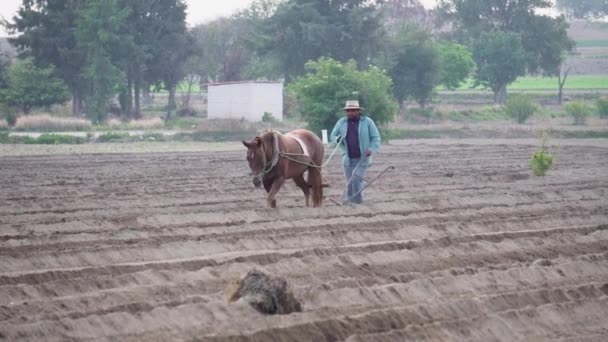 Mexicaanse Boer Zaait Amarant Terwijl Hij Het Land Ploegt Met — Stockvideo