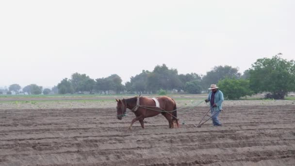 Мексиканські Сільськогосподарські Традиції Мексиканський Селянський Фермер Його Кінь Амарантовій Посадці — стокове відео