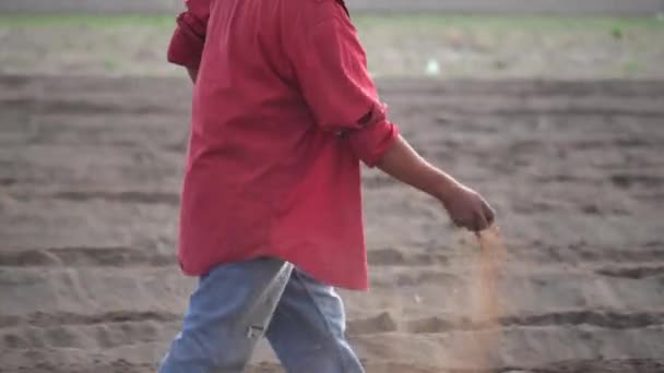 Yilik Hasadı Köylü Çiftçi Amaranth Bolluk Verimi Çin Tohumluyor — Stok video
