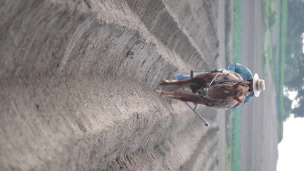 墨西哥的农业传统 农民用一匹马犁地种植羊驼 — 图库视频影像