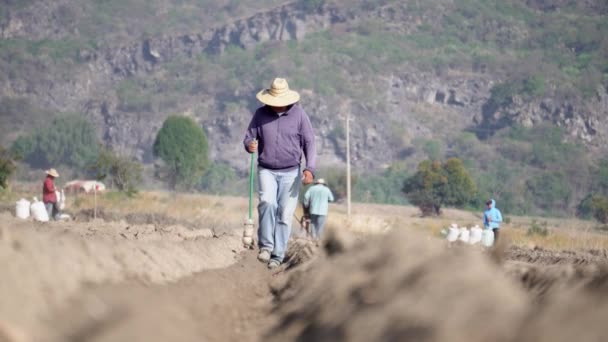 Campesino Taze Ürün Için Amaranth Tohumları Ekiyor — Stok video