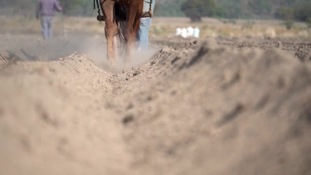 Mexicaanse Landbouwtradities Mexicaanse Boer Zijn Paard Amaranth Aanplant — Stockvideo