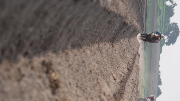 Мексиканський Сільськогосподарський Пейзаж Селянський Фермер Обробляє Землю Конем Вирощування Амаранту — стокове відео