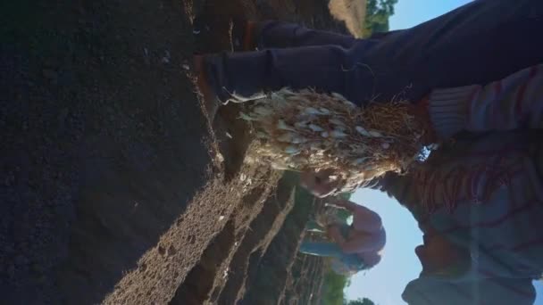 洋葱种植 农民的双手在行动 — 图库视频影像