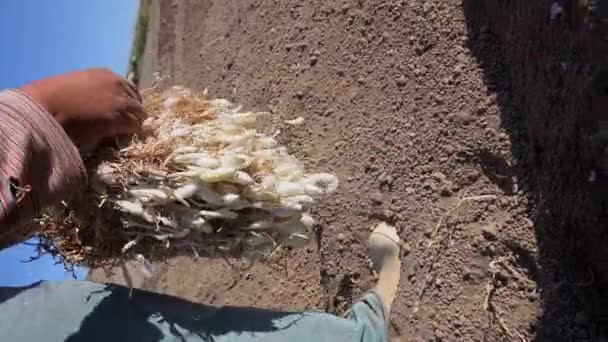 Jordbrukare Planterar Färsk Lök Bördig Jord — Stockvideo