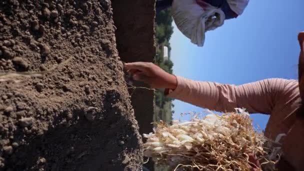 タマネギの植え付け技術 土の熟練した手 — ストック動画