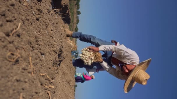 Jovem Agricultor Comprometido Cultivo Cebola — Vídeo de Stock