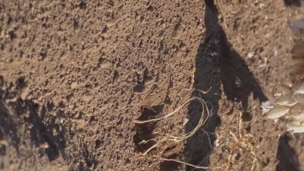 Plantação Cebolas Agricultor Comprometido Ação — Vídeo de Stock