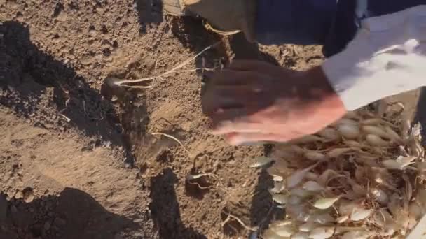 Plantación Cebolla Por Agricultor Experimentado — Vídeo de stock