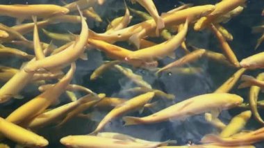 A Pond Full of Color and Life