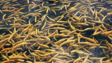 Golden Treasure in the Pond: Yellow Rainbow Trout in a Peaceful Environment