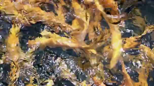 Wild Fish Nature Stream — Stock Video
