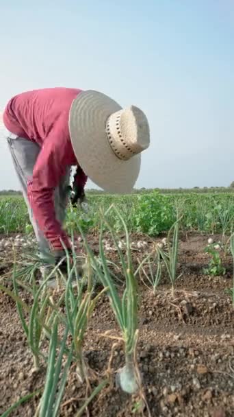 Zemědělský Dělník Jedinec Středního Věku Hispánského Původu Nachází Uprostřed Zeleného — Stock video