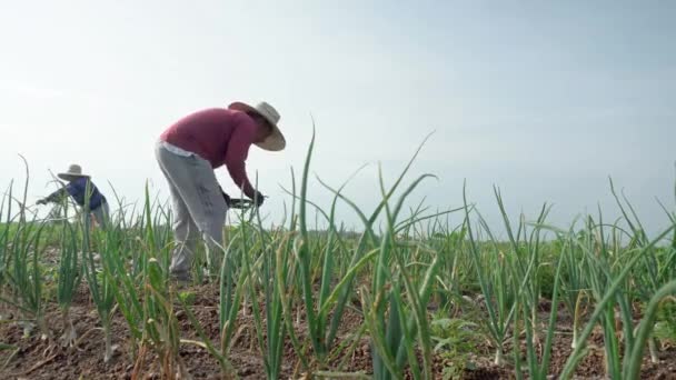 Jordbruksarbetare Som Arbetar Tillsammans Med Ett Jordbruksredskap Medan Den Andra — Stockvideo
