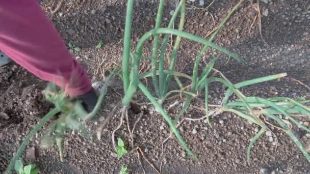 Mãos Trabalhador Prendem Uma Colheita Bountiful Das Cebolas Frescas — Vídeo de Stock
