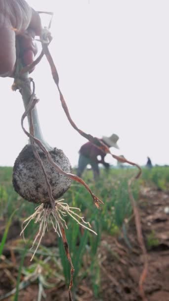 Close Das Mãos Trabalhador Agrícola Segurando Cebolas Com Grupo Trabalhadores — Vídeo de Stock