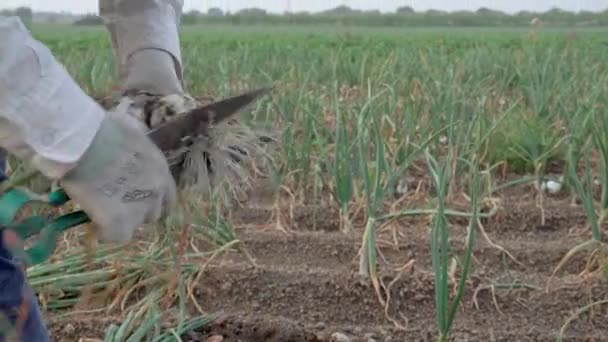 Yakın Planda Soğan Toplayan Bir Çiftlik Işçisinin Elleri — Stok video