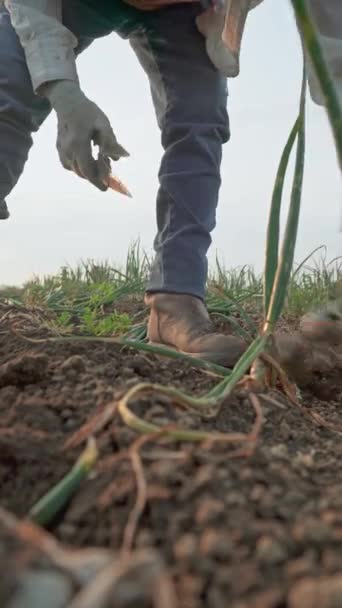 Ouvrier Agricole Mains Tenant Des Oignons — Video
