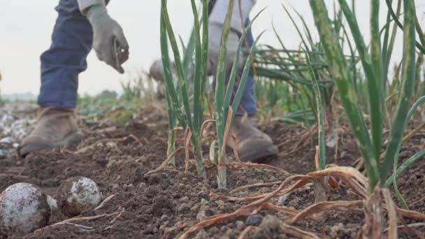 Fürsorgliche Menschliche Hände Halten Einem Sonnigen Erntetag Frisch Ausgegrabene Zwiebeln — Stockvideo