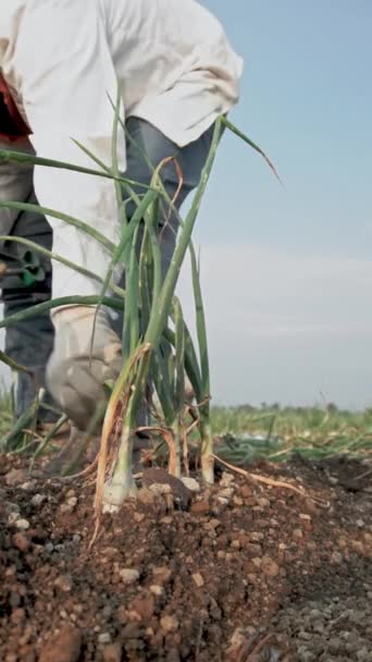 Сельскохозяйственный Работник Владеет Косой Собирать Спелый Лук Посаженных Упорядоченном Месте — стоковое видео