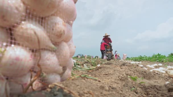 玉ねぎの分野では ヒスパニック遺産の成人男性は 収穫とマーケティングのための玉ねぎの準備の細心の仕事に焦点を当てています — ストック動画