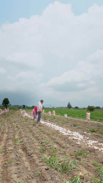 Engagement Une Famille Mexicaine Envers Son Patrimoine Agricole — Video