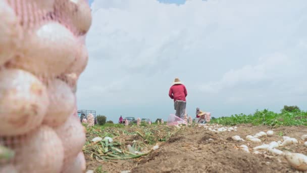 Bir Soğan Tarlasında Spanyol Kökenli Yetişkin Bir Adam Soğanları Pazarlama — Stok video