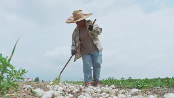 Золотыми Лучами Солнца Освещающими Сцену Сельскохозяйственный Работник Тщательно Очищает Лук — стоковое видео