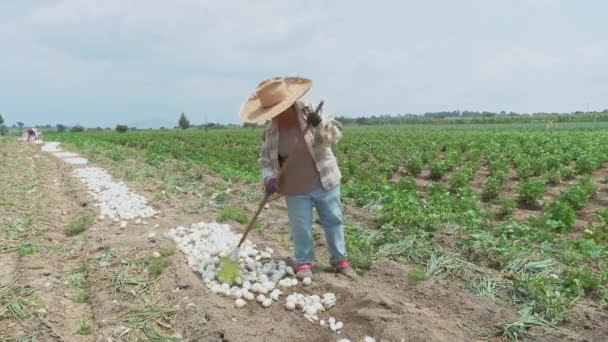 墨西哥家庭勤勤恳恳地在洋葱地里干活 用扫帚仔细地收割和清洗庄稼 — 图库视频影像