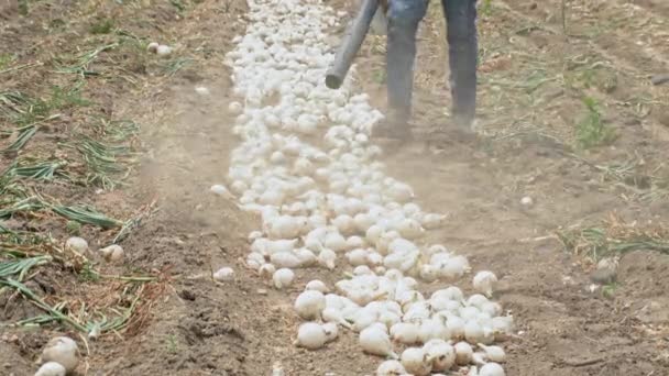 Trabajador Agrícola Con Precisión Meticulosa Limpia Los Campos Cebolla Eliminación — Vídeos de Stock