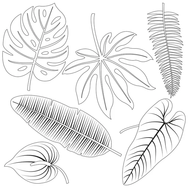 Συλλογή Τροπικών Φύλλων Φυτών Διάνυσμα Ασπρόμαυρη Σελίδα Χρωματισμού — Διανυσματικό Αρχείο