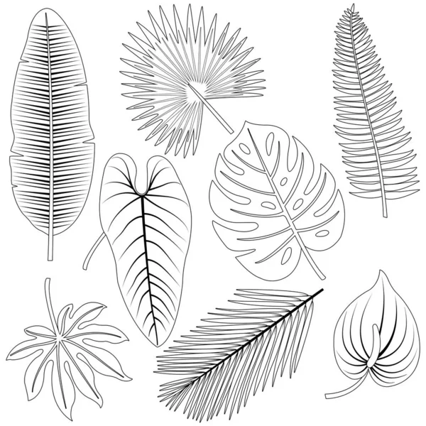 Συλλογή Τροπικών Φύλλων Φυτών Διάνυσμα Ασπρόμαυρη Σελίδα Χρωματισμού — Διανυσματικό Αρχείο