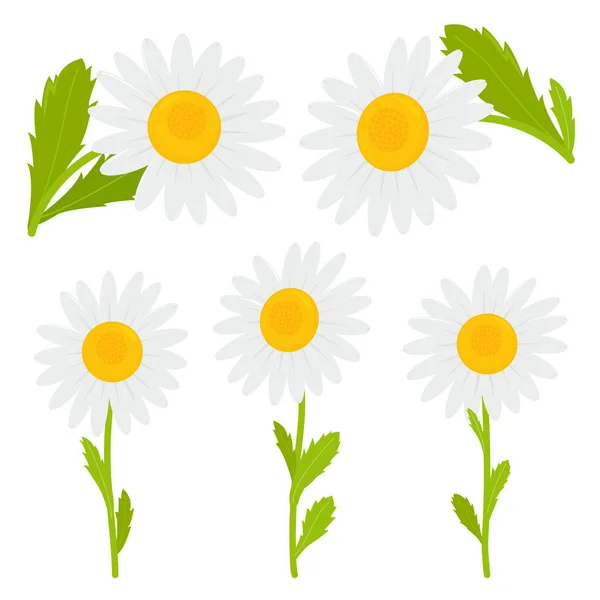 Gänseblümchen Blühen Auf Weißem Hintergrund Vektorillustration — Stockvektor