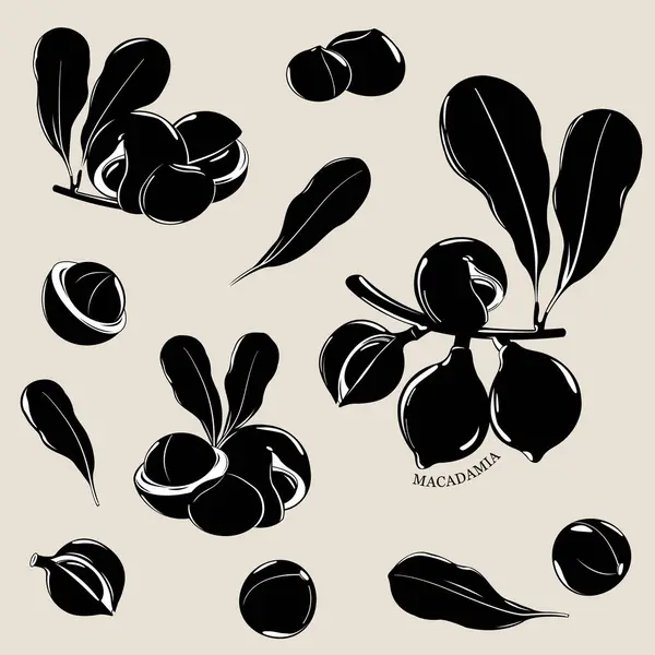 Орехи Макадамии Листьями Черно Белые Силуэты Органическая Коллекция Орехов Макадамии Лицензионные Стоковые Векторы