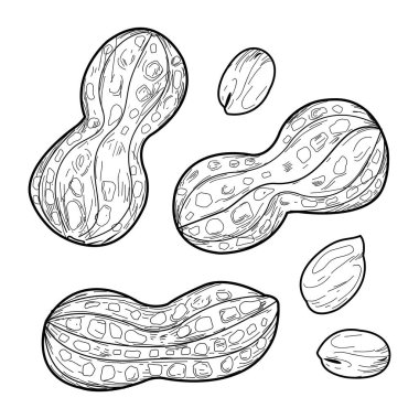 Beyaz arka planda yer fıstıkları. El çizimi mürekkep çizimi. Klasik stil çizim. Tam ve soyulmuş fıstık, lezzetli çerezler. Vektör illüstrasyonu