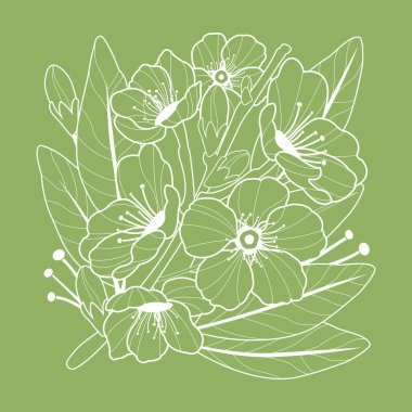 Yeşil arka planda badem çiçekleri olan badem ağacı dalı. Bahar çiçekleriyle dolu bir dal. Meyve ağacı dalı. Vektör illüstrasyonu