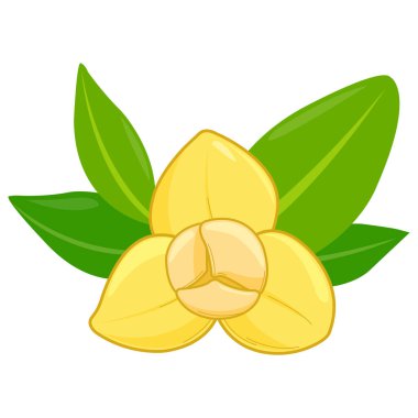 Rumduol çiçeği. Kamboçya Ulusal Çiçeği. Güzel sarı çiçek, yapraklı romduol çiçeği. Vektör illüstrasyonu