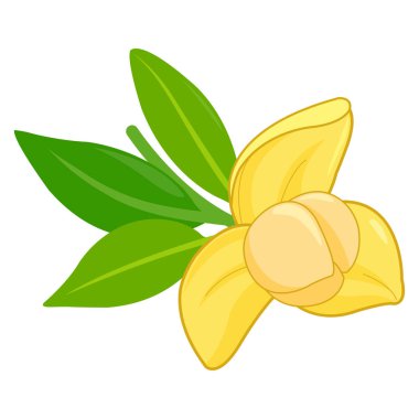 Rumduol çiçeği. Kamboçya Ulusal Çiçeği. Güzel sarı çiçek, yapraklı romduol çiçeği. Vektör illüstrasyonu