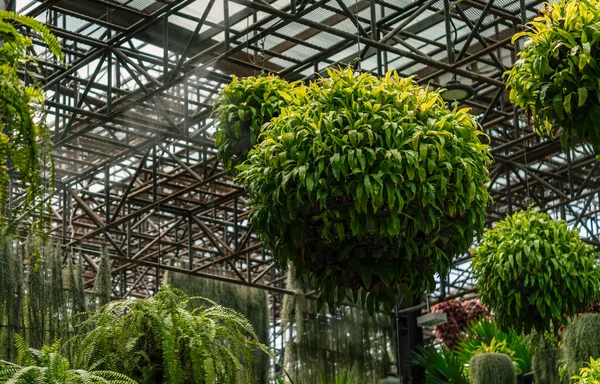 高い天井の下に植物の鉢がぶら下がっている 丸い形の植物のポット ワームの目は植物の鉢をぶら下げ表示 — ストック写真