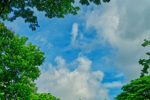 Espacio Cielo Azul Nubes Con Hojas Árbol Alrededor Del Marco — Foto de Stock