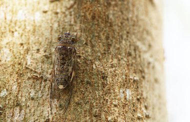 Ağacın üzerindeki makro ağustos böceği, ağustos böceğinin gün ışığı görüntüsü, metin için alan, ağustos böceğinin manzara görüntüsü..