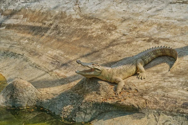 鳄鱼在动物园的沼泽地边晒日光浴 张开嘴 看身体的侧面 白色短吻鳄肖像 自然光 图像复制空间 — 图库照片