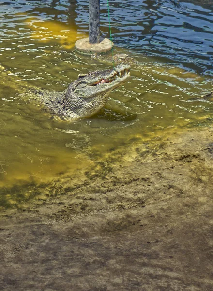 Вертикальное Изображение Крокодила Поедающего Сырую Куриную Кость Туриста Крокодиловой Ферме — стоковое фото