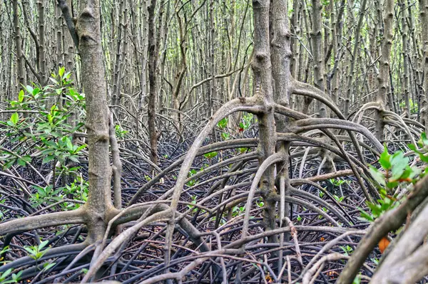 Inside the mangrove forest with natural daylight. Landscape image of mangrove forest, close up to the roots.