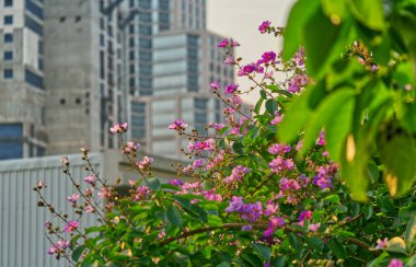 Şehirdeki bir gelişim binasının arka planında küçük çiçekler olan büyük bir ağacın parçası. Doğal sabah ışığı, kurumsal yapı kavramı..