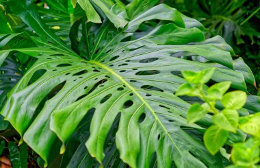 Yakın plan güzel canavar fildişi bitkisi tropikal bir ormanda vahşi bir şekilde yetişiyor. Doğal ışık ile güzel canavar fildişi bitkisinin manzarası..